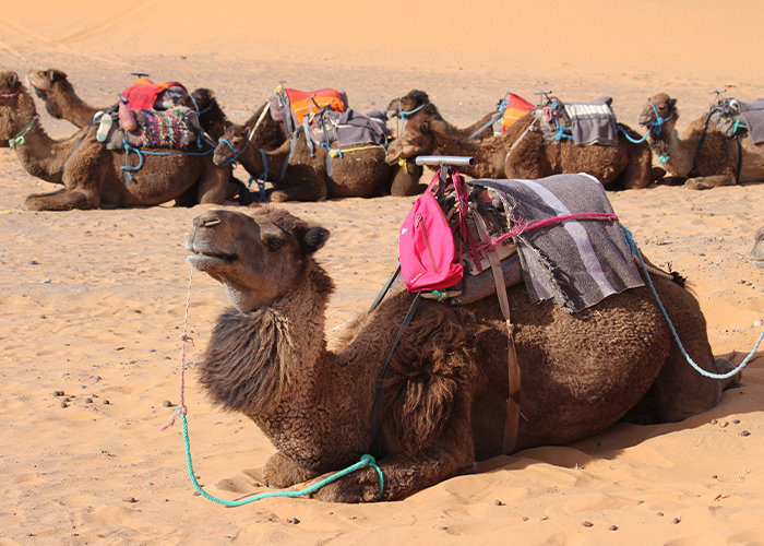 Tours increíbles desde Ouarzazate a Merzouga y Zagora en 4 días