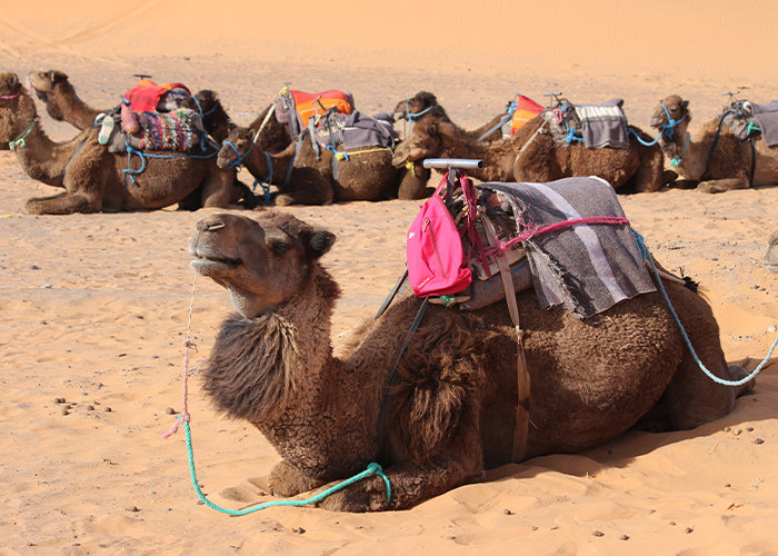 Amazing Tours from Ouarzazate to Merzouga & Zagora in 4 Days